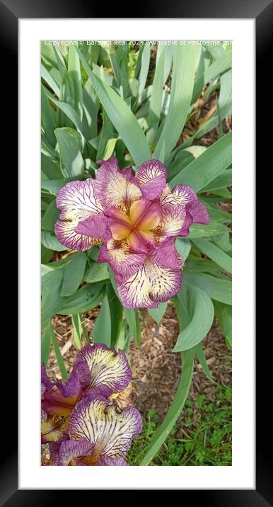 Purple Iris Botanical Closeup Framed Mounted Print by Barbara Rea