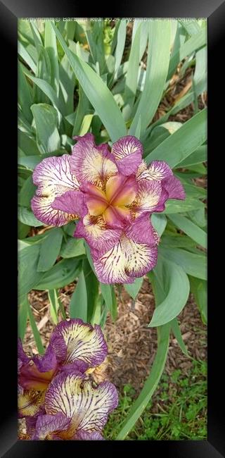 Purple Iris Botanical Closeup Framed Print by Barbara Rea