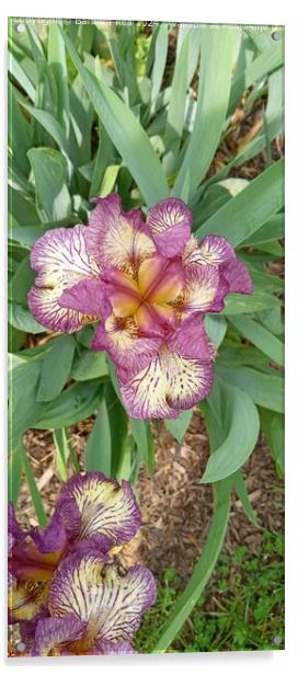 Purple Iris Botanical Closeup Acrylic by Barbara Rea