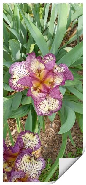 Purple Iris Botanical Closeup Print by Barbara Rea