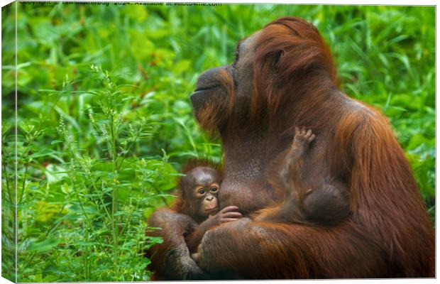 Orangutan Mother Bond Canvas Print by rawshutterbug 