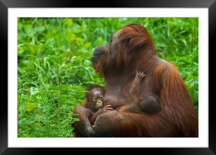 Orangutan Mother Bond Framed Mounted Print by rawshutterbug 