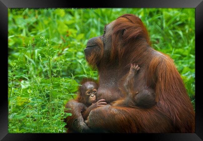 Orangutan Mother Bond Framed Print by rawshutterbug 