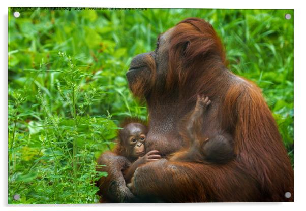 Orangutan Mother Bond Acrylic by rawshutterbug 