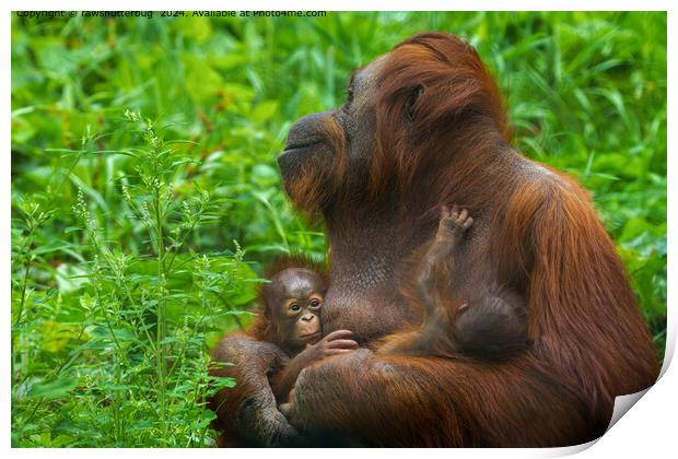 Orangutan Mother Bond Print by rawshutterbug 