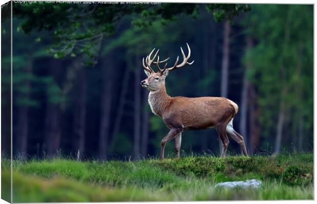 Red Deer Stag  Canvas Print by Tom McPherson
