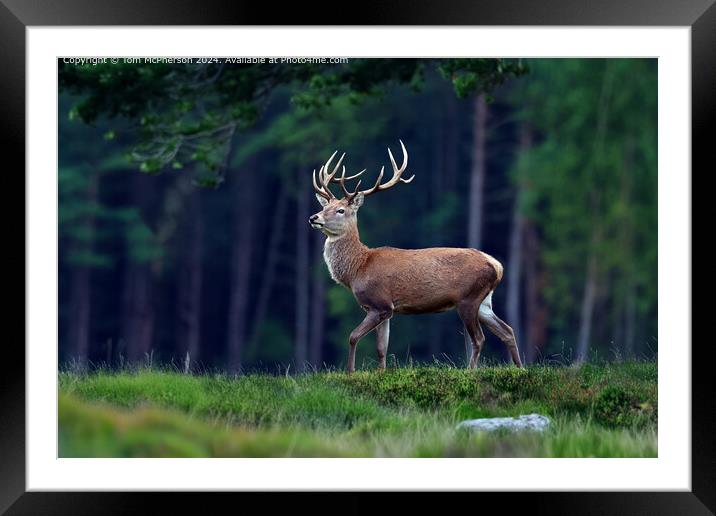 Red Deer Stag  Framed Mounted Print by Tom McPherson