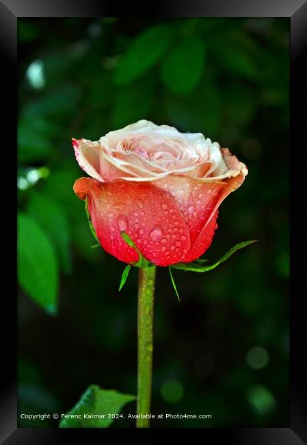 Raindrops on Charming Rose Framed Print by Ferenc Kalmar