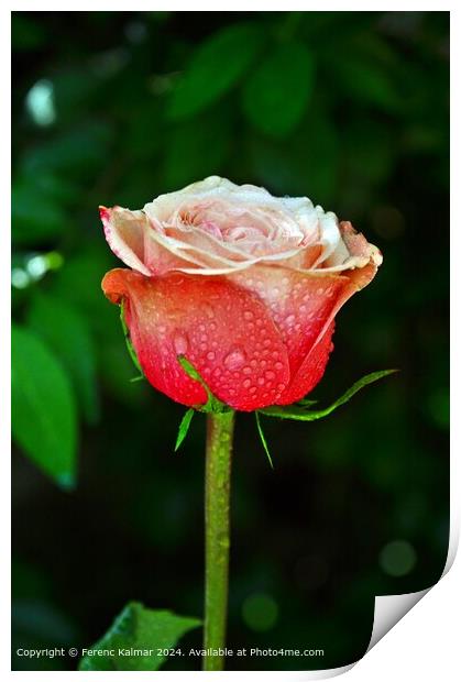 Raindrops on Charming Rose Print by Ferenc Kalmar