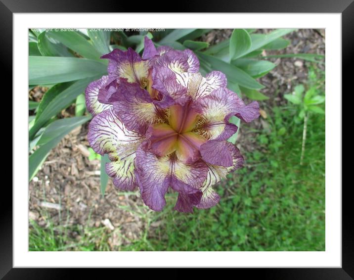 Purple Iris Bloom, Ccuta Colombia Framed Mounted Print by Barbara Rea