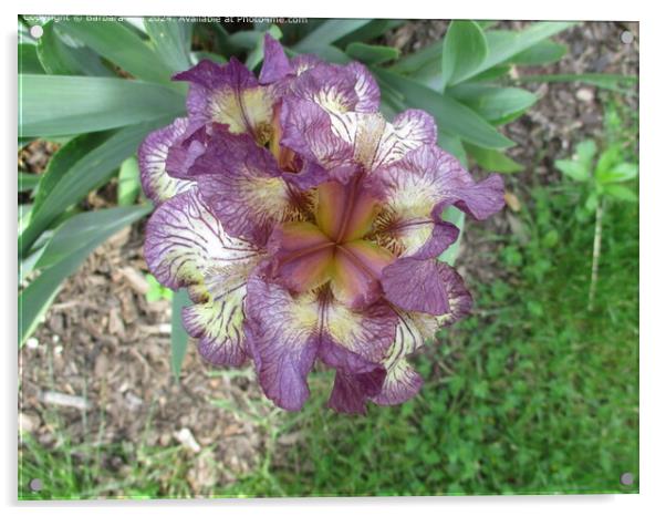 Purple Iris Bloom, Ccuta Colombia Acrylic by Barbara Rea