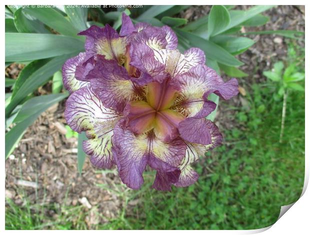 Purple Iris Bloom, Ccuta Colombia Print by Barbara Rea