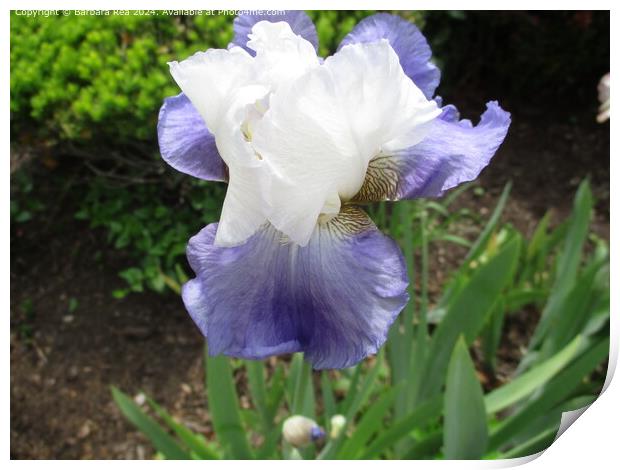 Purple Algerian Iris Bloom Print by Barbara Rea