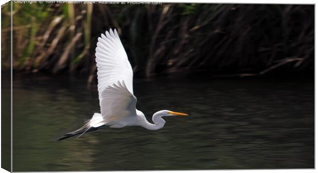 Great Egret Canvas Print by Tom McPherson