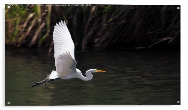 Great Egret Acrylic by Tom McPherson