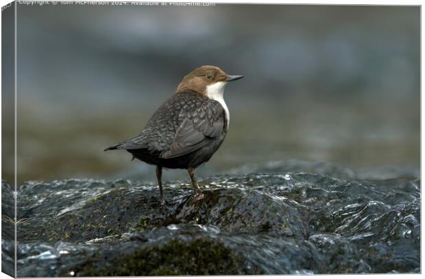 Dipper in the River Findhorn, Scotland Canvas Print by Tom McPherson