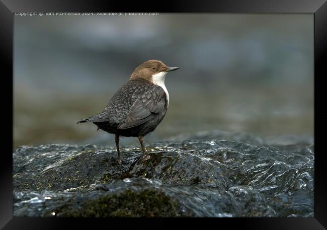 Dipper in the River Findhorn, Scotland Framed Print by Tom McPherson