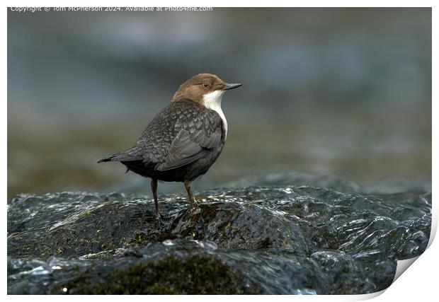 Dipper in the River Findhorn, Scotland Print by Tom McPherson