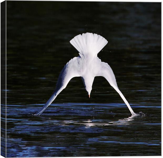 Diving Gull caught as its wings touch the water Canvas Print by Ian Duffield