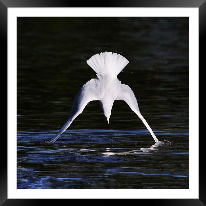 Diving Gull caught as its wings touch the water Framed Mounted Print by Ian Duffield