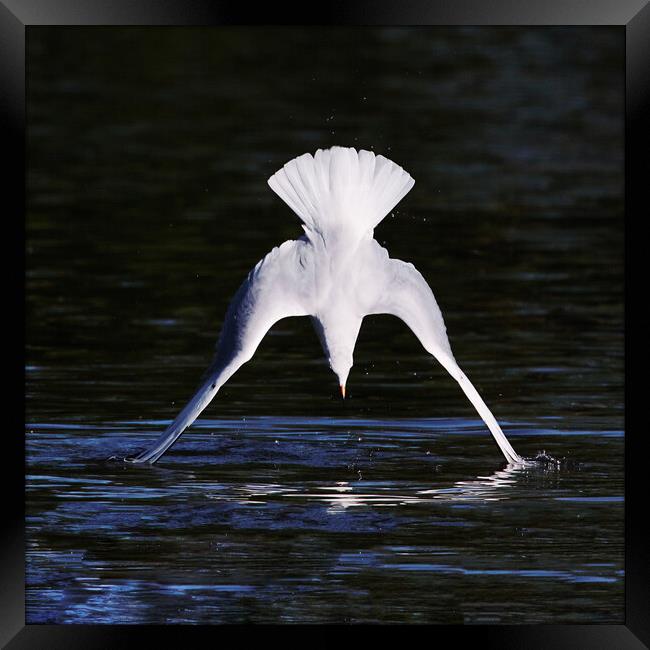 Diving Gull caught as its wings touch the water Framed Print by Ian Duffield