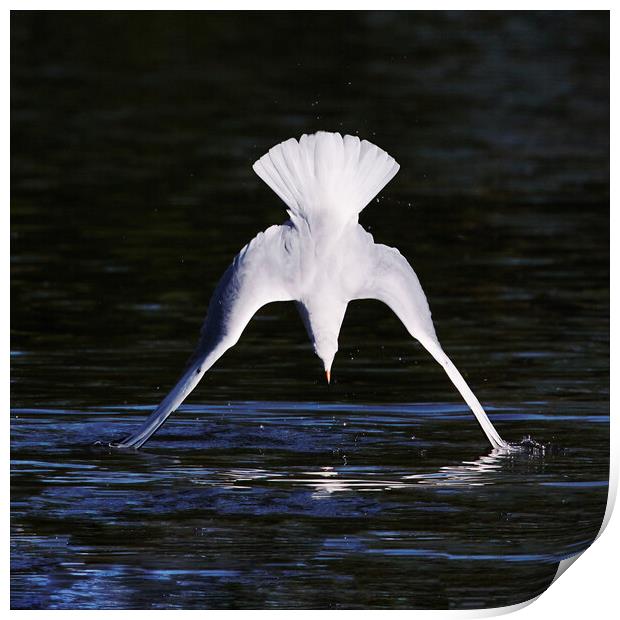 Diving Gull caught as its wings touch the water Print by Ian Duffield