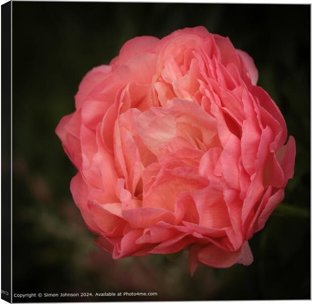 Pink Peony Flower Blooming Canvas Print by Simon Johnson