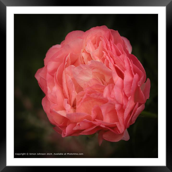 Pink Peony Flower Blooming Framed Mounted Print by Simon Johnson