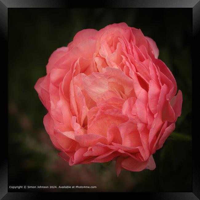 Pink Peony Flower Blooming Framed Print by Simon Johnson