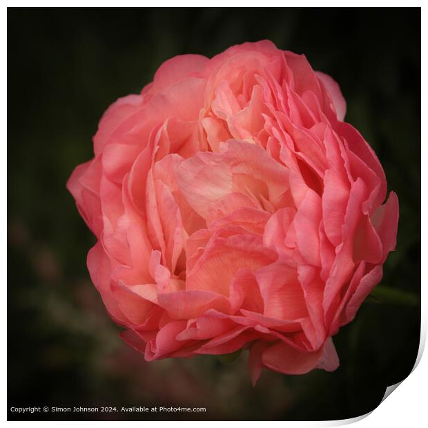 Pink Peony Flower Blooming Print by Simon Johnson
