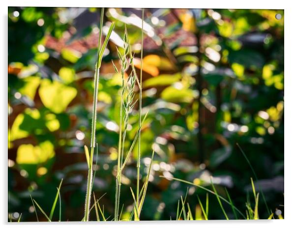 Sunny Garden Grass Flora Acrylic by Victor Burnside