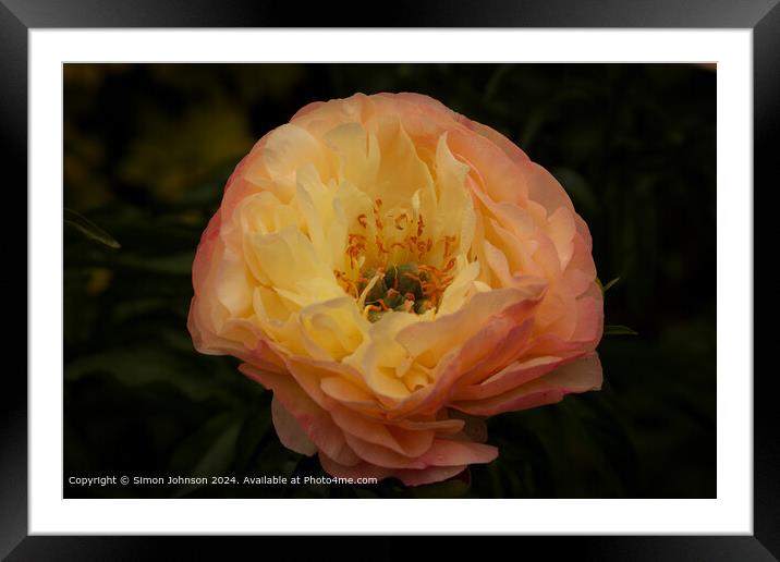 Peony Flower Bloom Cotswolds Framed Mounted Print by Simon Johnson