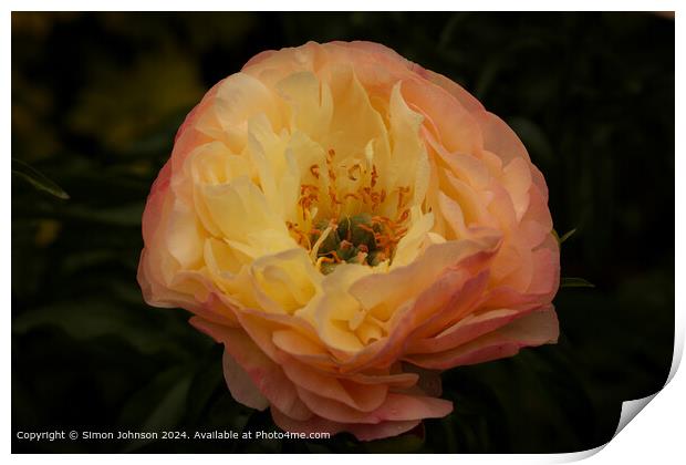 Peony Flower Bloom Cotswolds Print by Simon Johnson