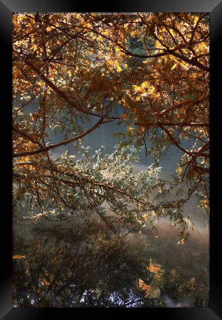 Natures Dream Abbots Leigh 2 Framed Print by Christine Lake