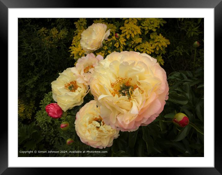 Pink Peony Flowers Cotswolds Framed Mounted Print by Simon Johnson