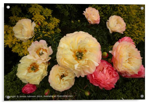 Pink Peony Flowers Cotswolds Acrylic by Simon Johnson
