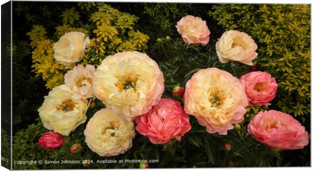 Peony Flowers in Cotswolds Canvas Print by Simon Johnson