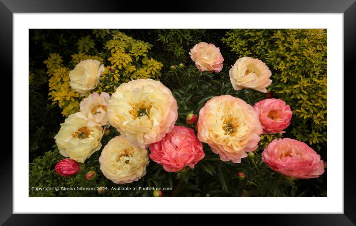 Peony Flowers in Cotswolds Framed Mounted Print by Simon Johnson