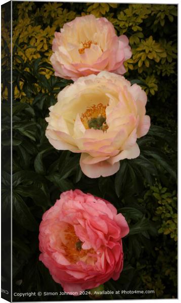 Pink Peony Flowers Cotswolds Canvas Print by Simon Johnson