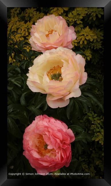 Pink Peony Flowers Cotswolds Framed Print by Simon Johnson