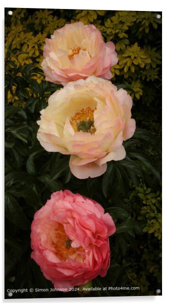 Pink Peony Flowers Cotswolds Acrylic by Simon Johnson