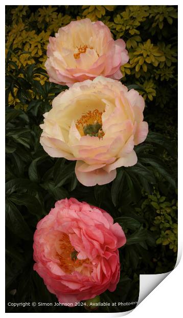 Pink Peony Flowers Cotswolds Print by Simon Johnson