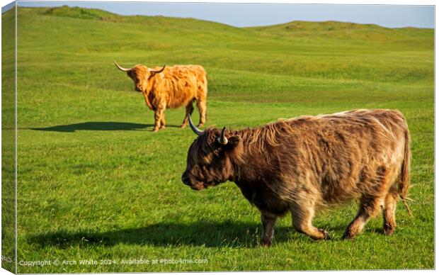 Highland Cattle in Brora 'Mooving along' Canvas Print by Arch White
