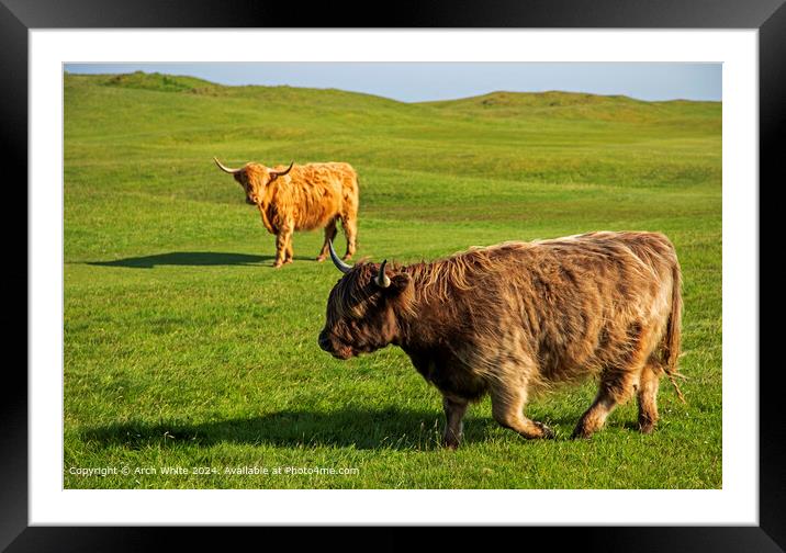 Highland Cattle in Brora 'Mooving along' Framed Mounted Print by Arch White