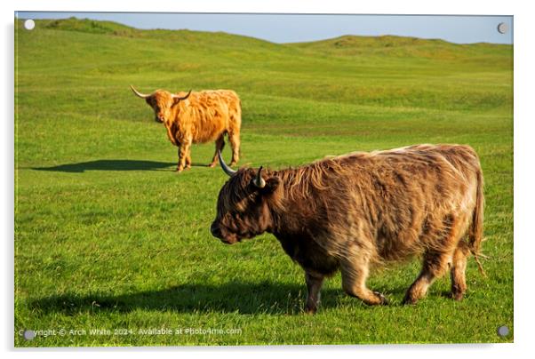 Highland Cattle in Brora 'Mooving along' Acrylic by Arch White