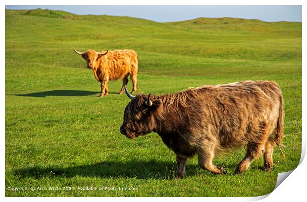 Highland Cattle in Brora 'Mooving along' Print by Arch White