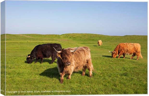 Scottish Highland Cattle Brora Canvas Print by Arch White