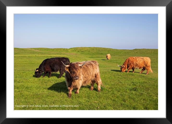 Scottish Highland Cattle Brora Framed Mounted Print by Arch White