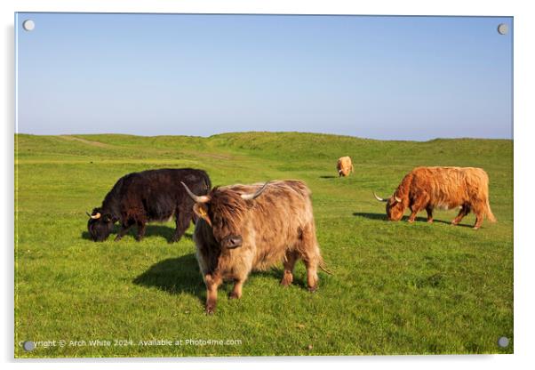 Scottish Highland Cattle Brora Acrylic by Arch White