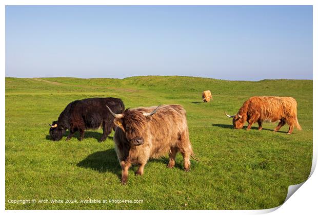 Scottish Highland Cattle Brora Print by Arch White